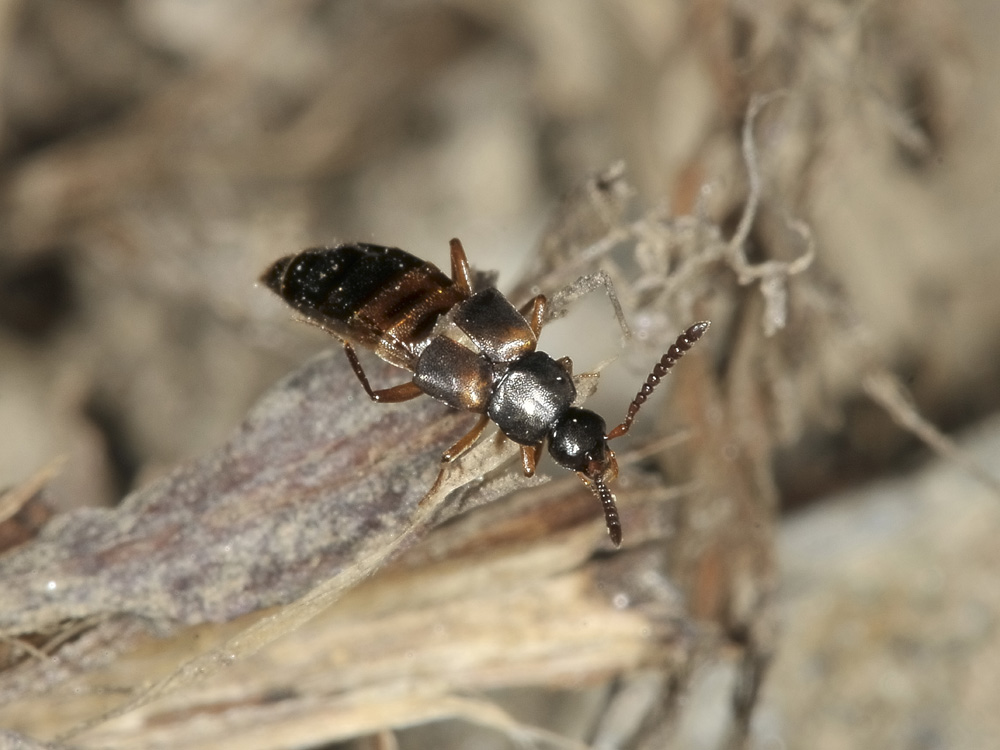 Staphylinidae: Zyras limbatus?  S,...ma ora Pella limbata